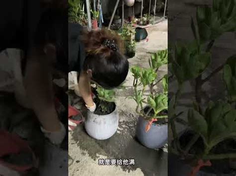 白水木移盆